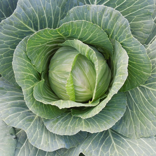 Cabbage