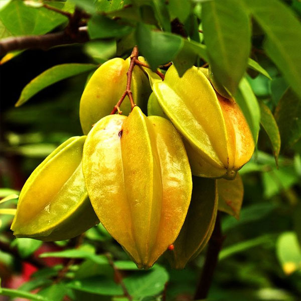 Carambola