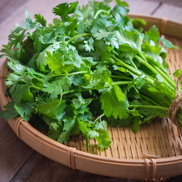 Coriander