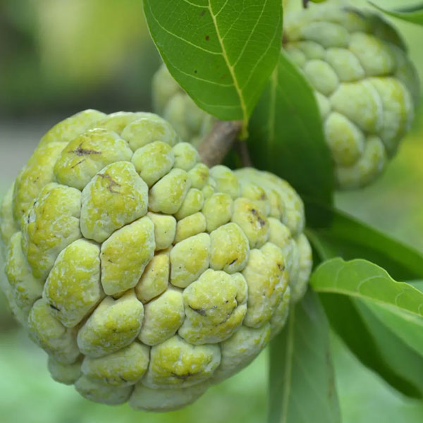 Custard Apple