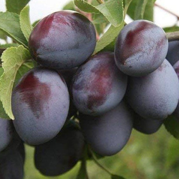 Damson