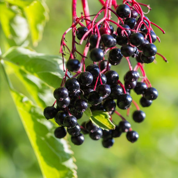 Elderberry