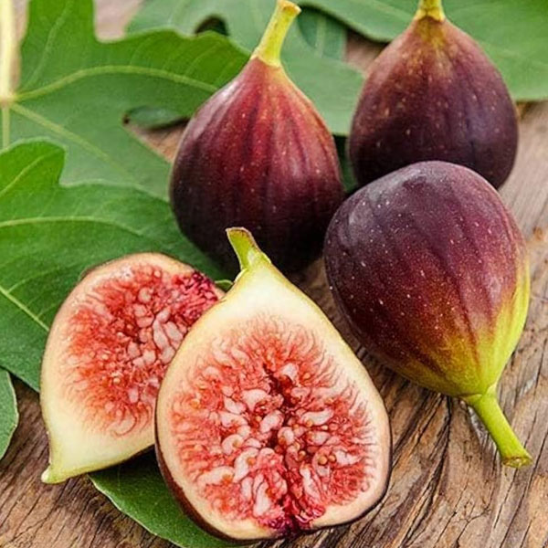 Fig