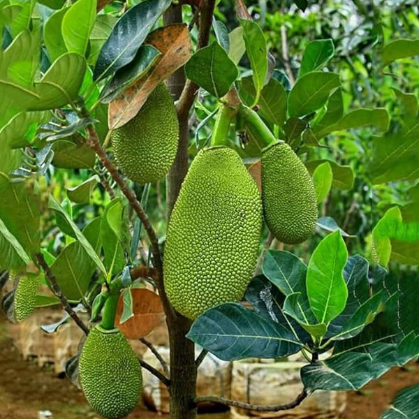 Jackfruit