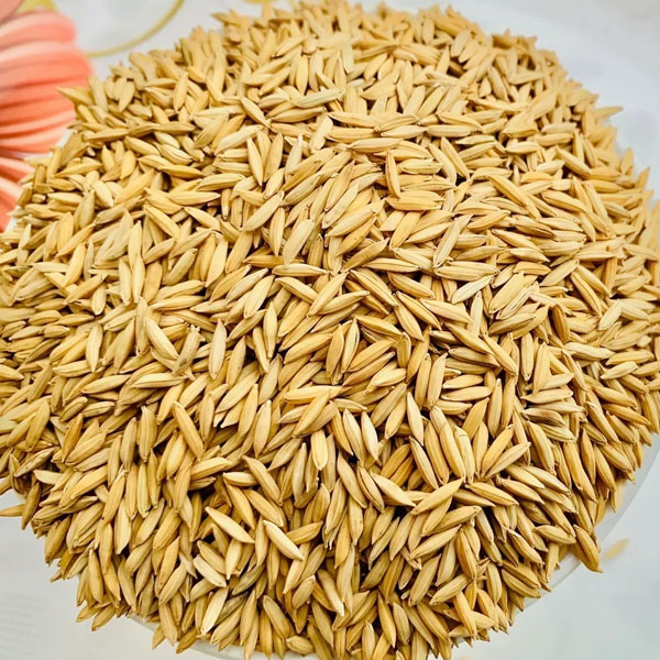 Paddy Rice