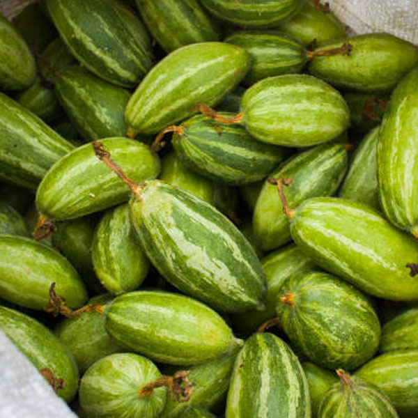 Pointed Gourd