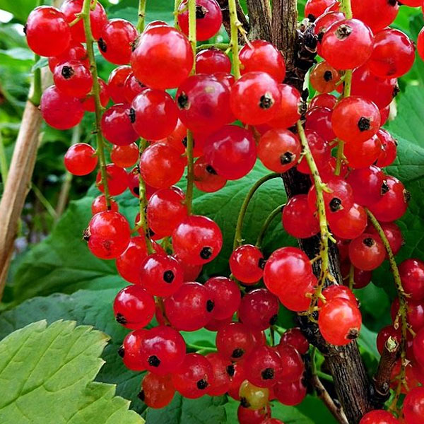 Red Currant