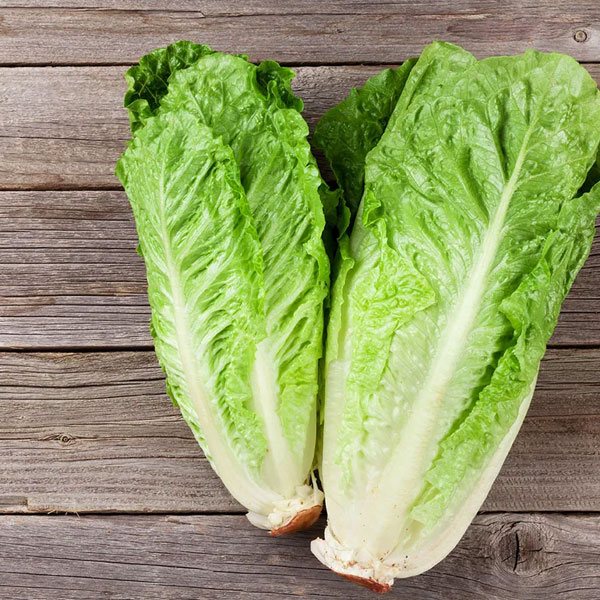 Romaine