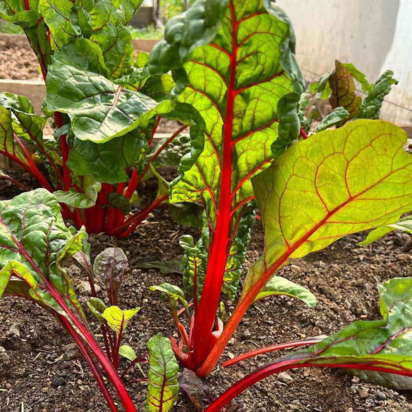 Swiss Chard